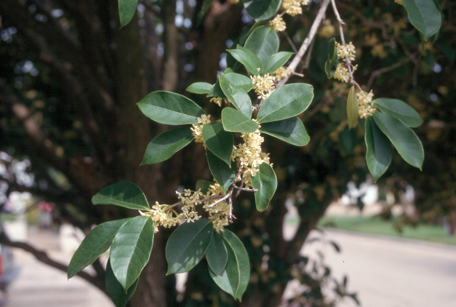 Osmanthus fragrans flower.jpg thumbnail
